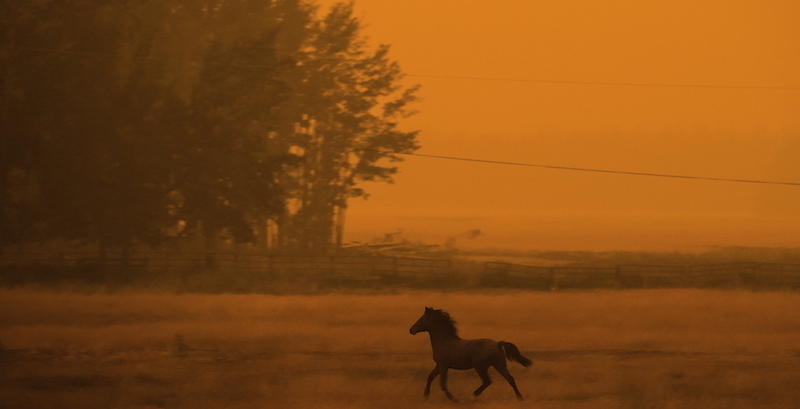 Un cavallo in un ranch poco prima le sei di sera a Vanderhoof, Canada, 22 agosto 2018
(Darryl Dyck/The Canadian Press via AP)