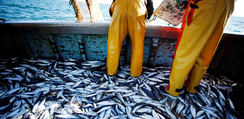 La pesca degli sgombri a bordo del Nounoute al largo della costa di Ouistreham, Francia, 31 luglio 2018
(CHARLY TRIBALLEAU/AFP/Getty Images)