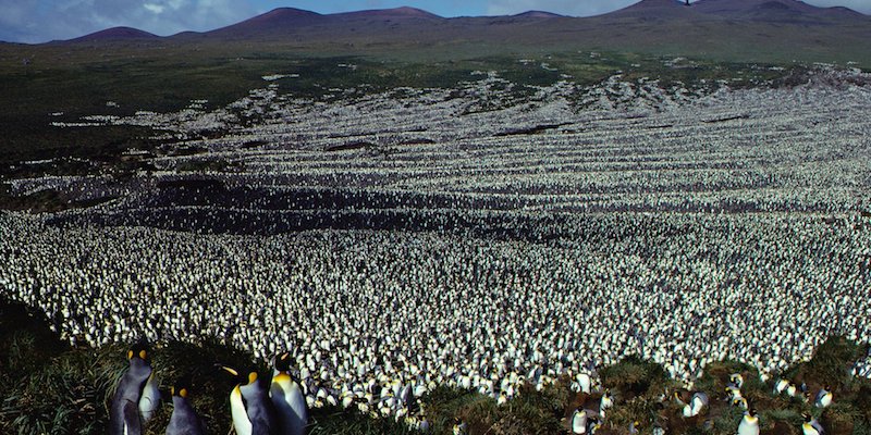 La colonia di pinguini reali dell'île aux Cochons fotografata nel 1982 (Henri Weimerskirch)