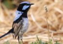 Gli uccelli possono imparare le lingue di altri uccelli?