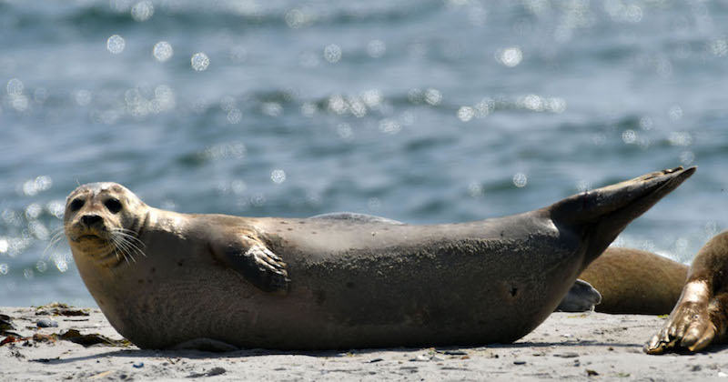 Una foca nell'arcipelago Helgoland, Germania
(PATRIK STOLLARZ/AFP/Getty Images)