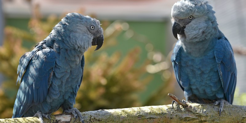 Due are di Spix, Bonita e Ferdinand, fotografate il 17 aprile 2014 al centro di conservazione della fauna selvatica ACTP di Schoeneiche, in Germania (PATRICK PLEUL/AFP/Getty Images)