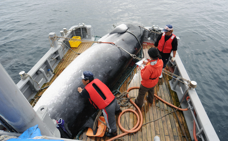 Una balenottera minore a bordo di una nave giapponese per la caccia alle balene per scopi scientifici, nel 2014. (Kyodo)