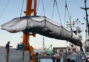 Il Giappone riprenderà la caccia commerciale alle balene il giorno dopo essere uscito dalla International Whaling Commission