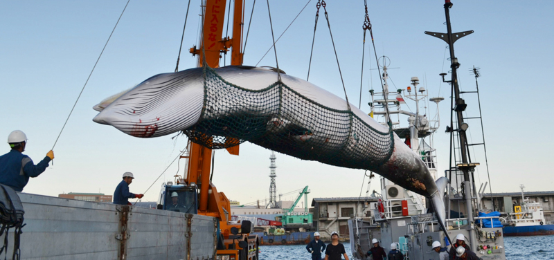 Una balenottera comune scaricata al porto di Kushiro, in Giappone. (Kyodo)