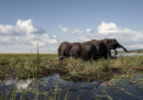 Gli elefanti uccisi dai bracconieri in Botswana