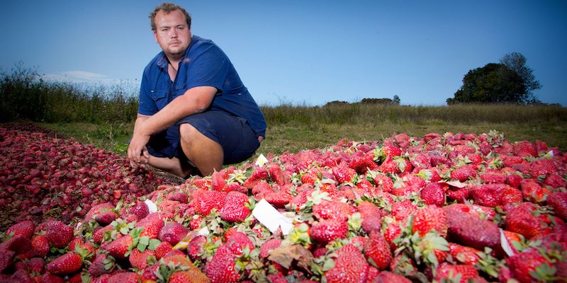 Un mucchio di fragole australiane prodotte da Braetop Berries prima di essere distrutte, il 20 settembre 2018: per via dei casi di aghi trovati all'interno della frutta, i produttori hanno dovuto ritirarle e distruggerle (PATRICK HAMILTON/AFP/Getty Images)