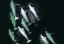 Un narvalo è stato "adottato" da un branco di beluga