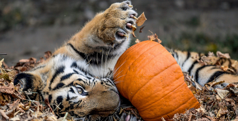 Una tigre siberiana allo zoo di Amburgo, Germania
(Axel Heimken/picture-alliance/dpa/AP Images)