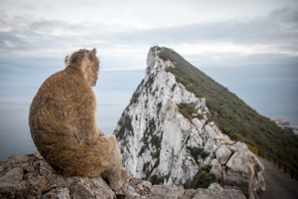 Una bertuccia su una roccia a Gibilterra
(Matt Cardy/Getty Images)