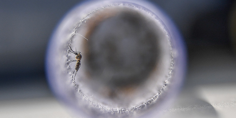 Ci sono importanti novità sulle zanzare geneticamente modificate contro la malaria