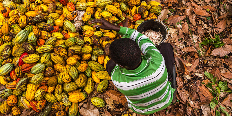 Un coltivatore di cacao in Congo, novembre 2016 (EDUARDO SOTERAS/AFP/Getty Images)