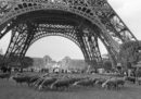 Al pascolo sotto la Torre Eiffel