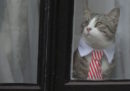 L'Ecuador ha sgridato Julian Assange per come cura il suo gatto