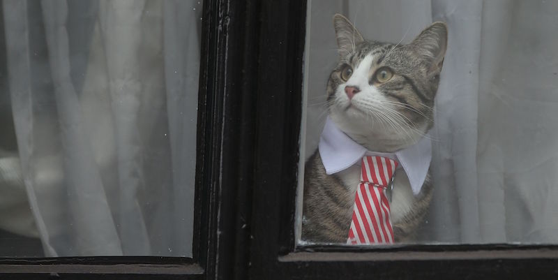 Il gatto di Assange (DANIEL LEAL-OLIVAS/AFP/Getty Images)