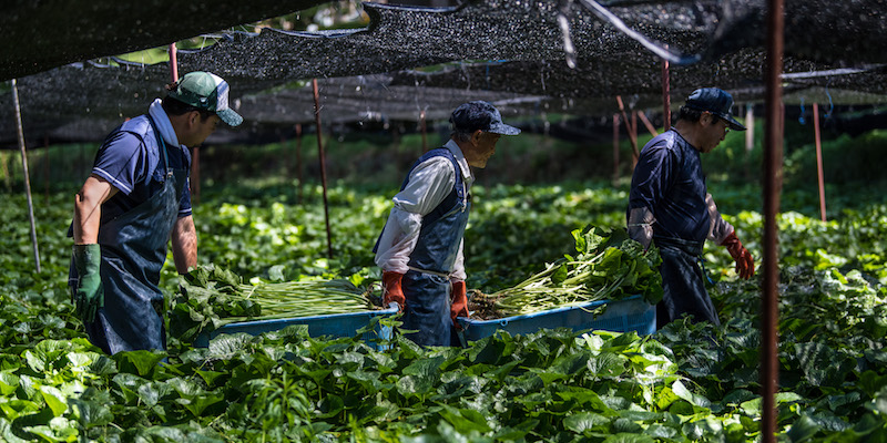 Lavoratori agricoli trasportano ceste di piante di wasabi ad Azumino, in Giappone (Carl Court/Getty Images)