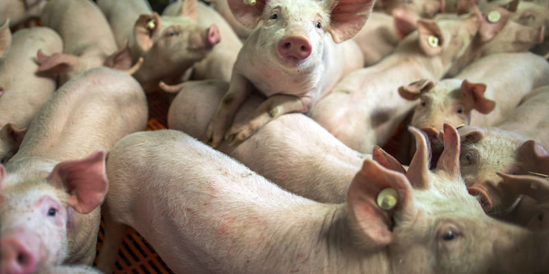 La Danimarca avrà una barriera al confine con la Germania, ma i migranti non c’entrano