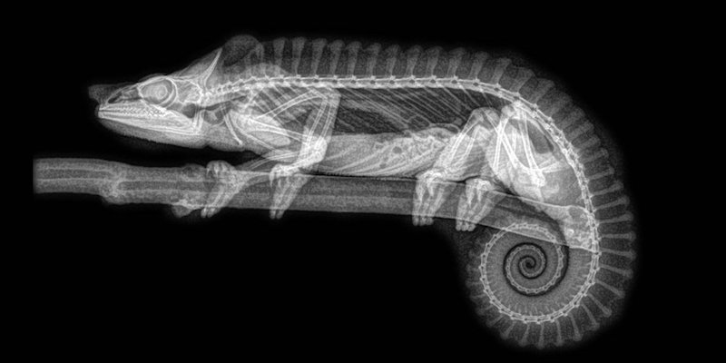 La radiografia di un camaleonte (Zoo dell'Oregon)