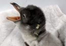 Una coppia di pinguini maschi dell'acquario di Sydney ora ha un suo pulcino