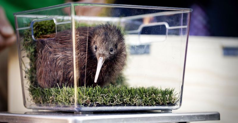 Un cucciolo di kiwi viene pesato al parco ornitologico Avifaun a Alphen aan den Rijn, nei Paesi Bassi (ROBIN VAN LONKHUIJSEN/AFP/Getty Images)