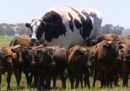 Oggi internet ha scoperto una mucca gigante