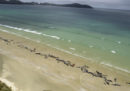 Più di 145 cetacei sono stati trovati spiaggiati in Nuova Zelanda
