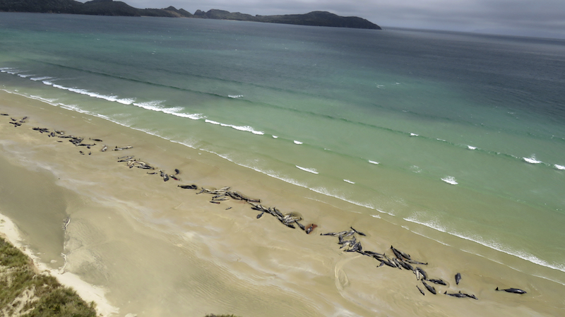 Mason Bay, Stewart Island, Nuova Zelanda
(Department of Conservation via AP)