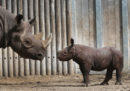 La Cina ha ripristinato temporaneamente il divieto di commerciare in prodotti legati alla caccia di tigri e rinoceronti