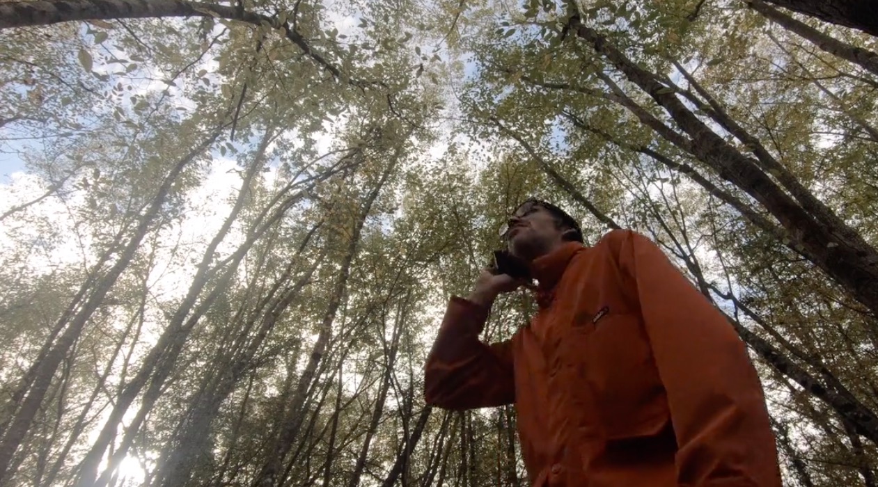 Gipi, Salvini e gli alberi