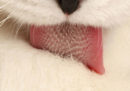 Non avete mai visto la lingua di un gatto così da vicino