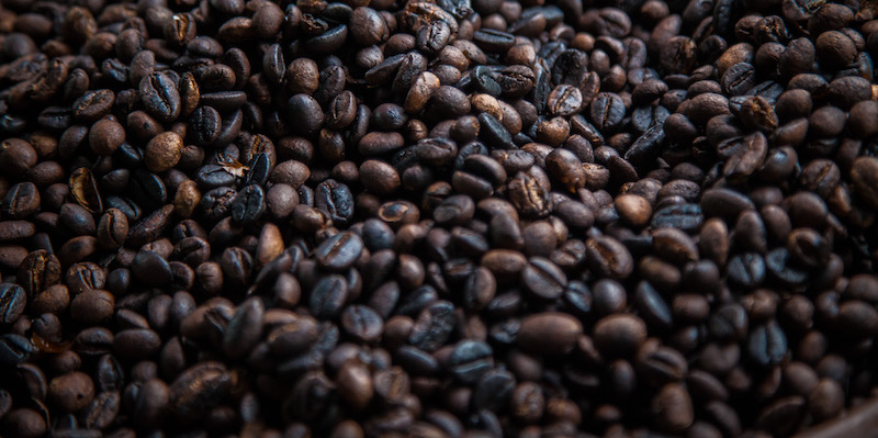 Chicchi di caffè di zibetto (Nicky Loh/Getty Images)