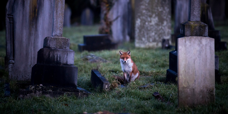 Un volpe tra le tombe del cimitero di Bath, in Inghilterra (Matt Cardy/Getty Images)