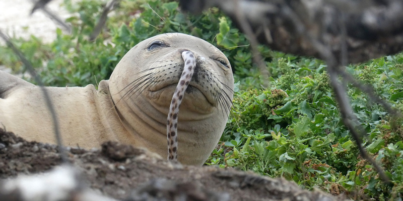 (NOAA Fisheries/Brittany Dolan)