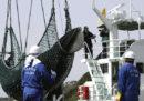 Il Giappone ricomincerà a cacciare le balene