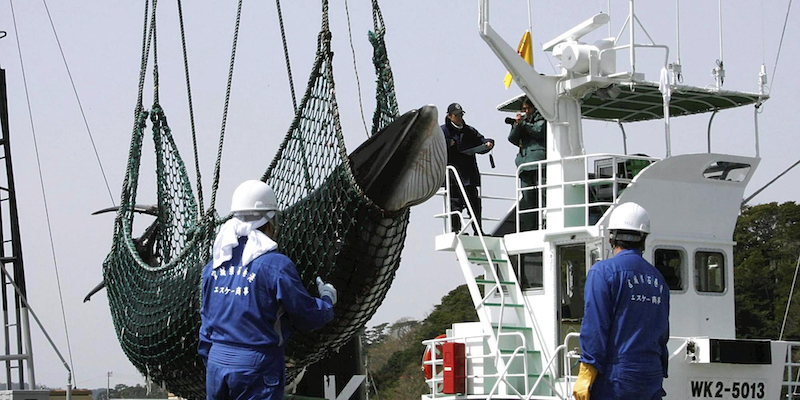 Una balenottera minore catturata da un'imbarcazione di ricerca sulle balene a Ishinomaki, in Giappone, nell'aprile 2008 (The Yomiuri Shimbun via AP Images )