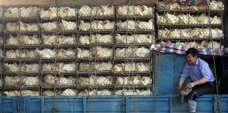 Un camion pieno di polli a Nanjing, in Cina. (China Photos/Getty Images)