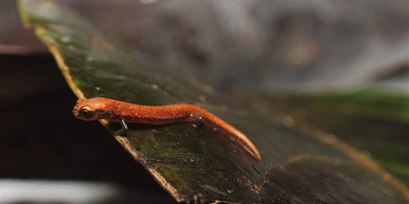 Salamandra in attesa di ricevere il suo nome completo (Rainforest Trust)