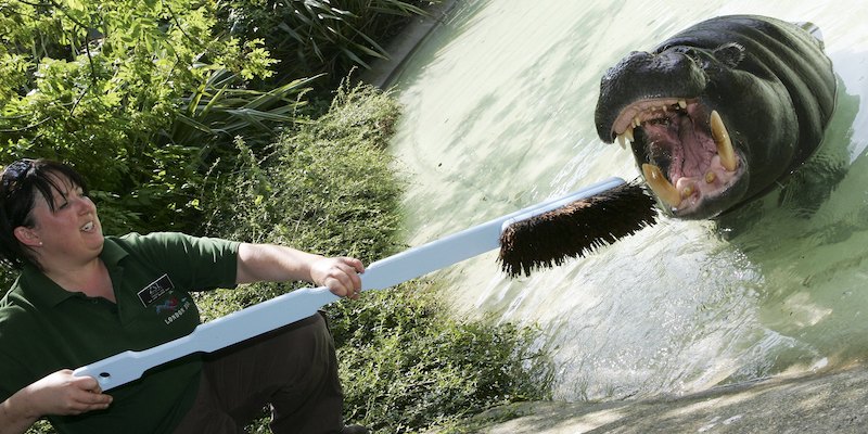 Anche agli animali negli zoo, tra cui l'ippopotamo pigmeo Thug, dello zoo di Londra, vengono lavati i denti (Getty Images/Getty Images)