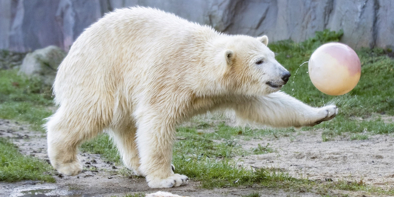 Una femmina di orso polare gioca con una palla nello zoo di Gelsenkirchen, Germania
(Marcel Kusch/dpa via AP)
