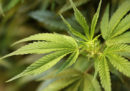 La capitale australiana Canberra ha approvato il possesso e la coltivazione personale di marijuana nel suo territorio