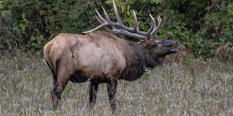 Com’è farsi attraversare la strada da centinaia di vapiti