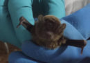 Per la prima volta il virus ebola è stato trovato in un pipistrello nell'Africa occidentale
