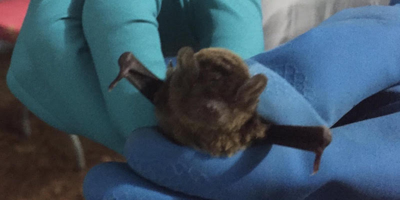 Un pipistrello della specie Miniopterus inflatus tenuto in mano da uno dei tecnici impegnati nel contrasto all'epidemia di ebola nell'Africa occidentale (EcoHealth Alliance)