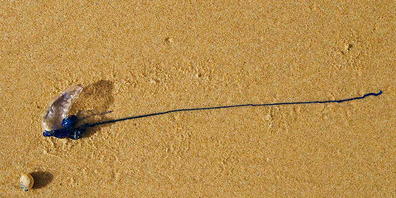 C’è un problemone di meduse in Australia