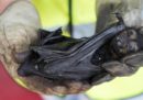 Un terzo delle volpi volanti dagli occhiali dell'Australia è morto per il caldo
