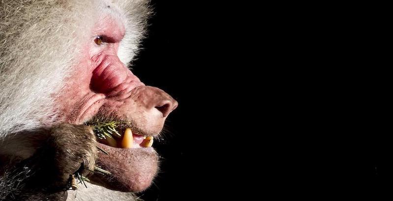 (EPA/KOEN VAN WEEL/ANSA)