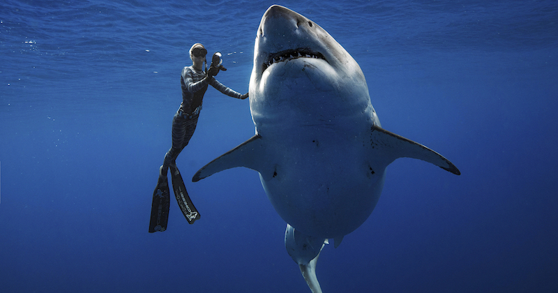 Ocean Ramsey, una ricercatrice che si occupa di squali e della loro protezione, nuota con un Grande squalo bianco a Oahu, Hawaii
(Juan Oliphant via AP)