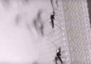 Anche Google vuole sterminare le zanzare
