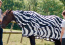 Perché le zebre hanno le strisce?