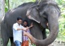 È morto l'elefante più vecchio del mondo